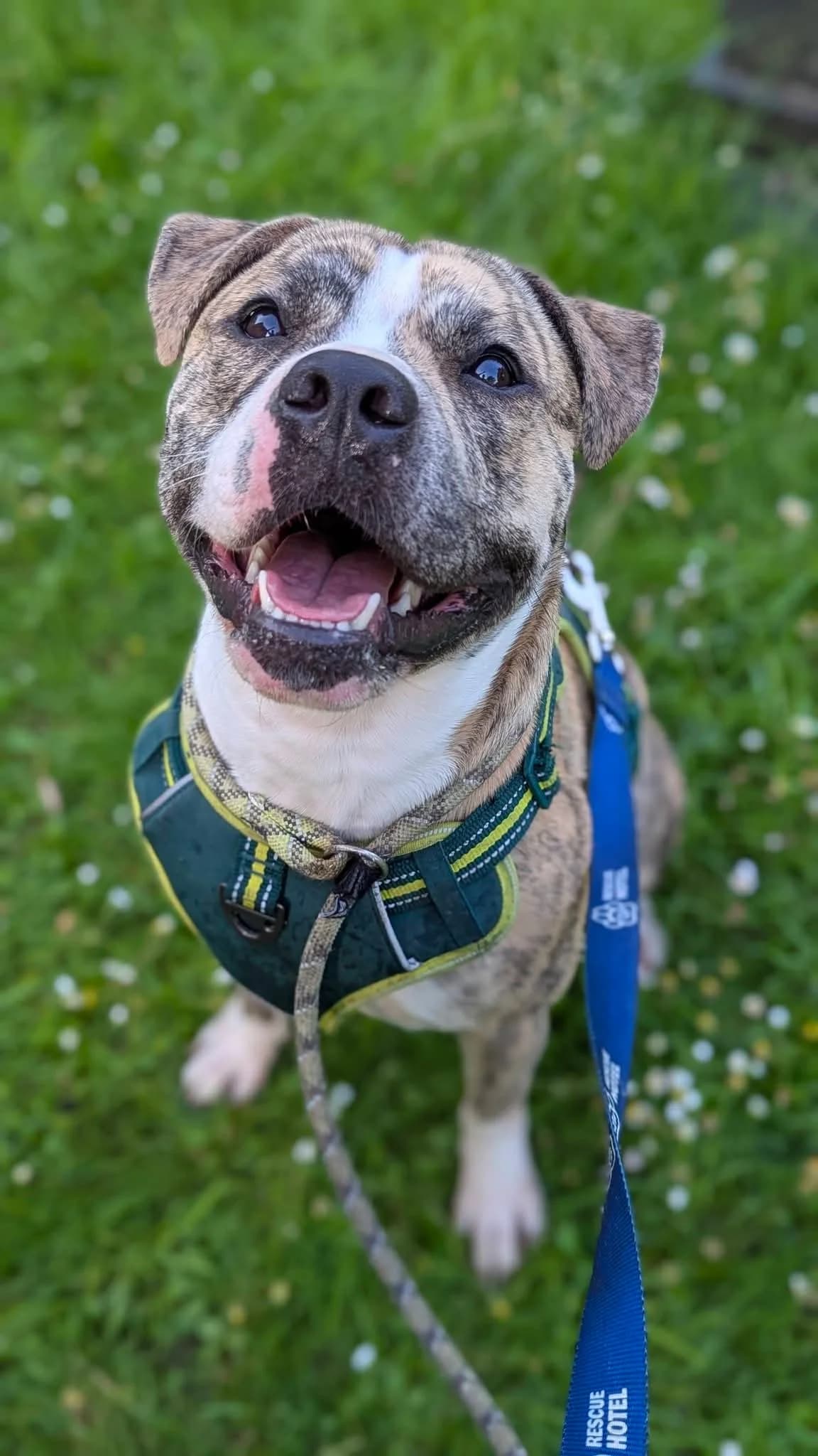 Ace, male puppy Mixed Breed for adoption at Cardiff Dogs Home