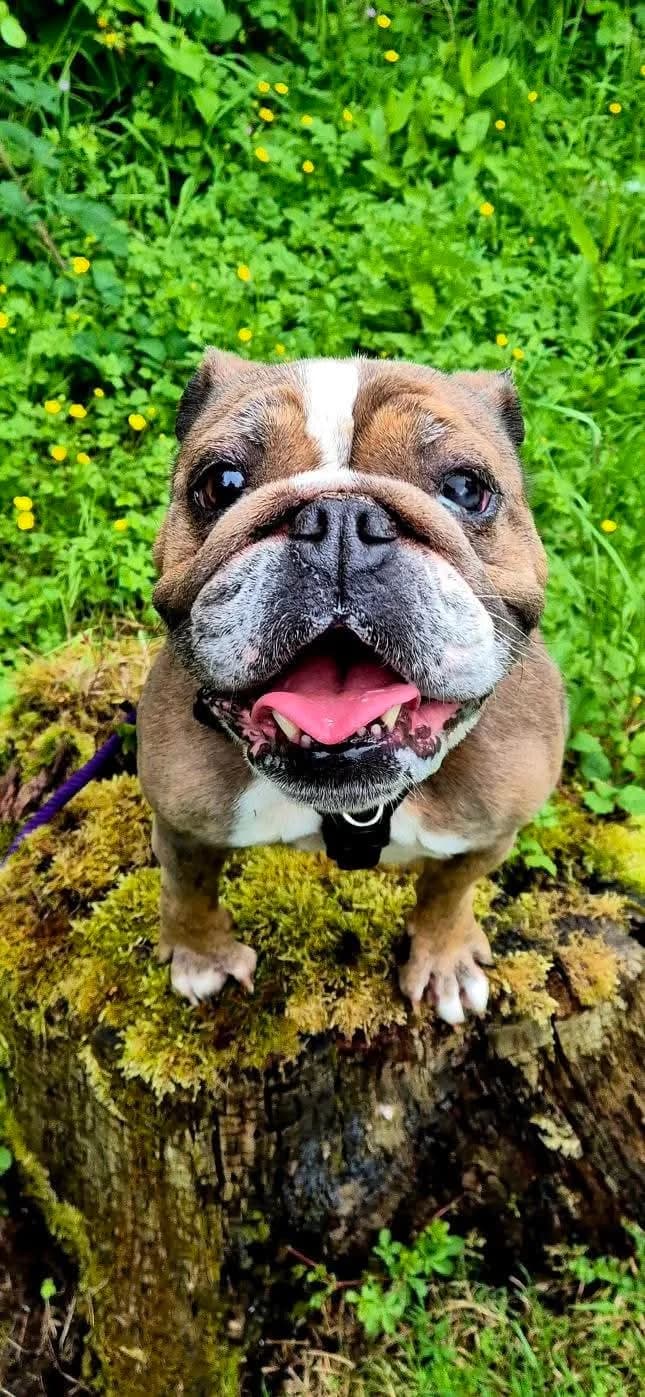 Coco, female 5yo Mixed Breed for adoption at Cardiff Dogs Home