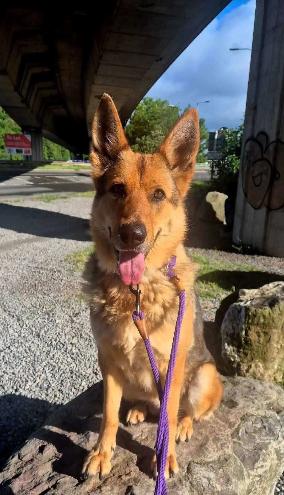 Dakota, female 6yo Mixed Breed for adoption at Cardiff Dogs Home