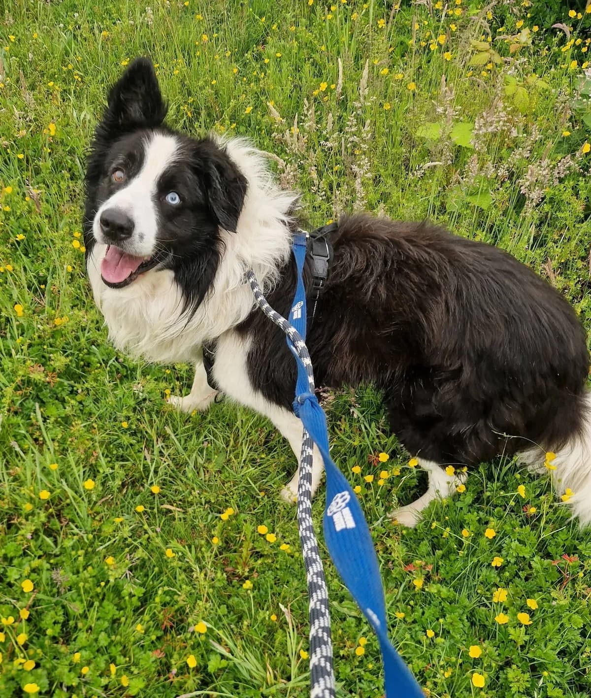 Samson, male Mixed Breed for adoption at Cardiff Dogs Home