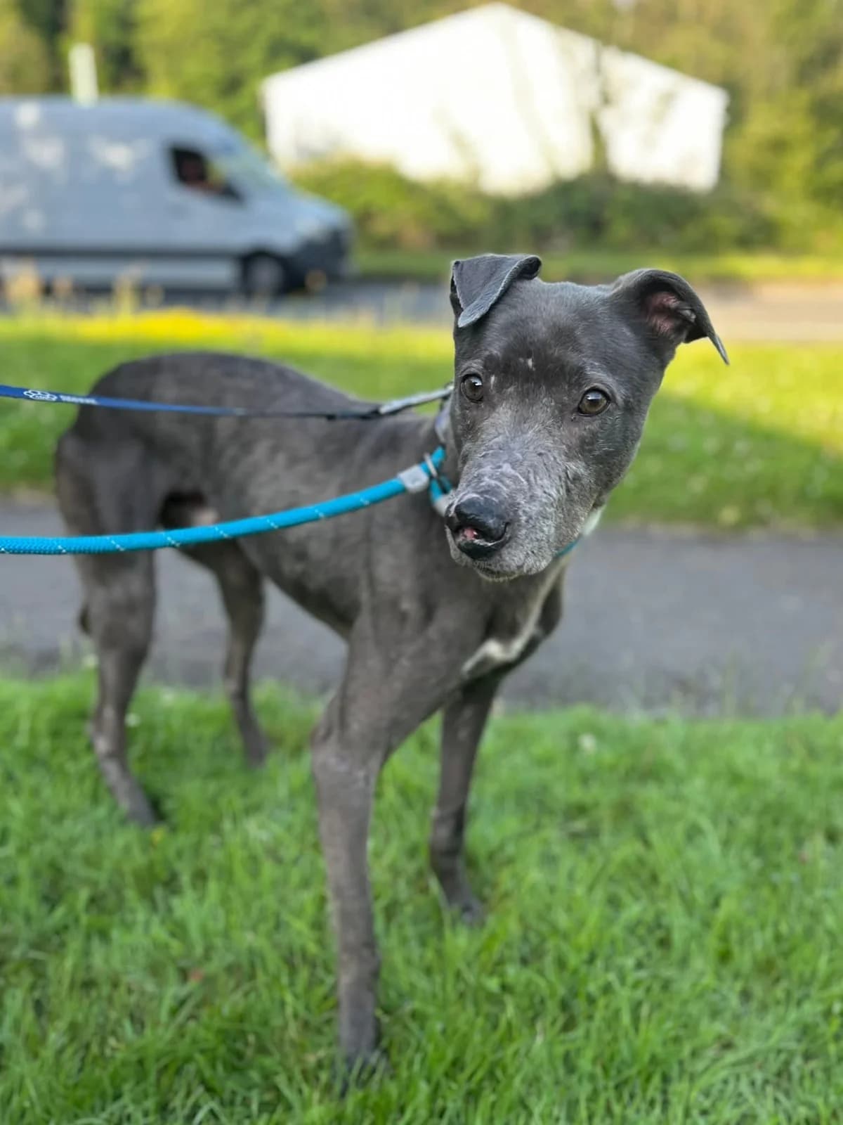 Al Pacino, male 6yo Mixed Breed for adoption at Cardiff Dogs Home