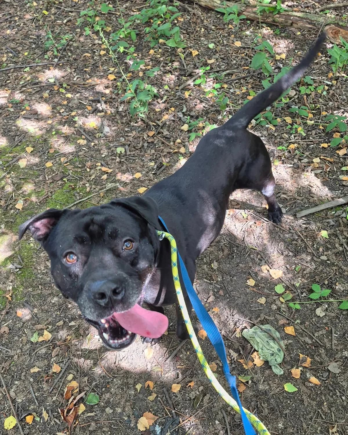 Bailey, male Mixed Breed for adoption at Cardiff Dogs Home