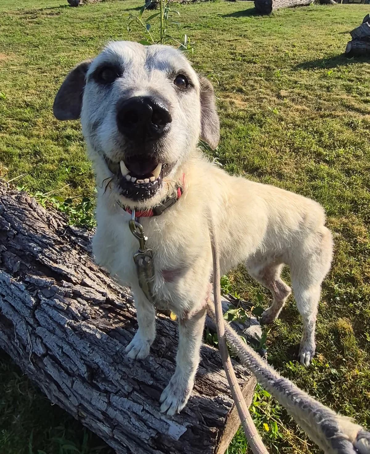 Cooper, male Mixed Breed for adoption at Cardiff Dogs Home