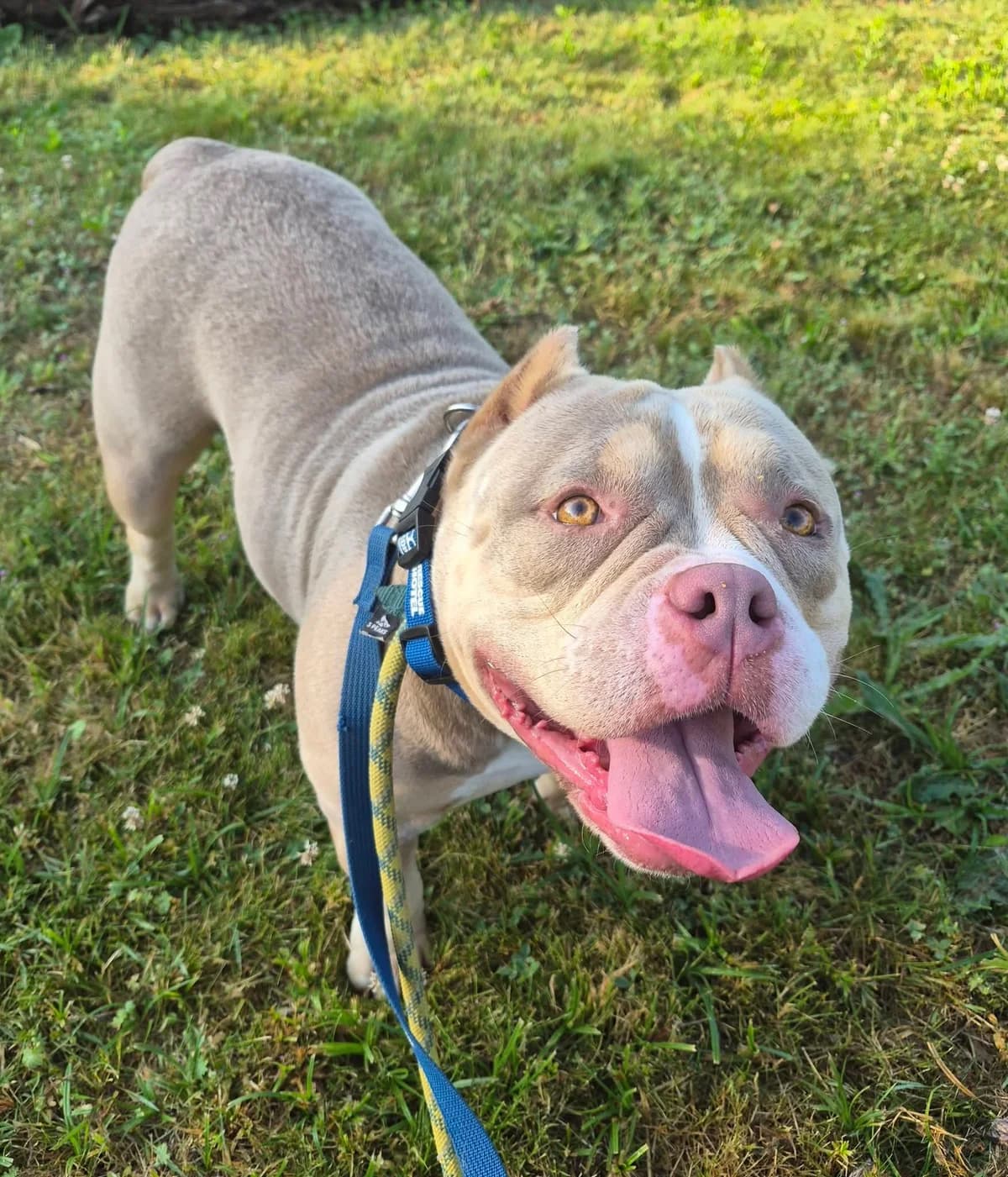 Patty, male Mixed Breed for adoption at Cardiff Dogs Home