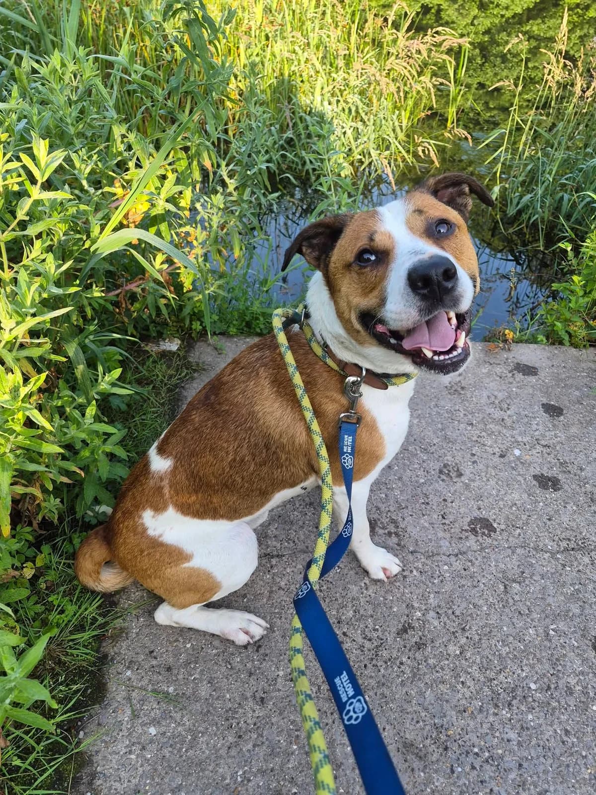 Pedro, male 3yo Mixed Breed for adoption at Cardiff Dogs Home