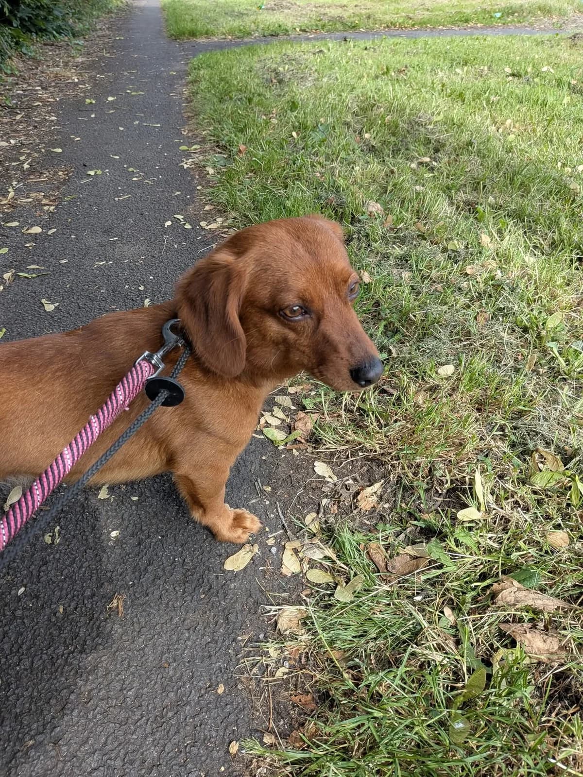 Ted, male young Mixed Breed for adoption at Cardiff Dogs Home