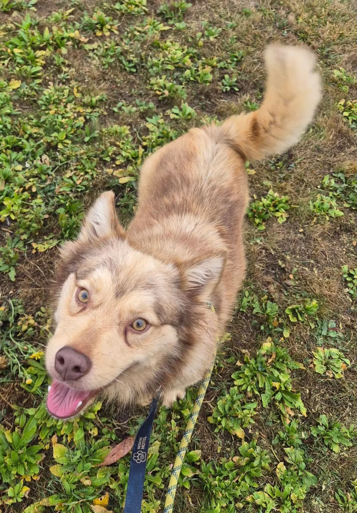 Monica, female puppy Mixed Breed for adoption at Cardiff Dogs Home