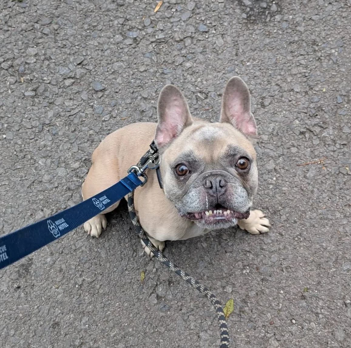 Chunk, male senior Mixed Breed for adoption at Cardiff Dogs Home