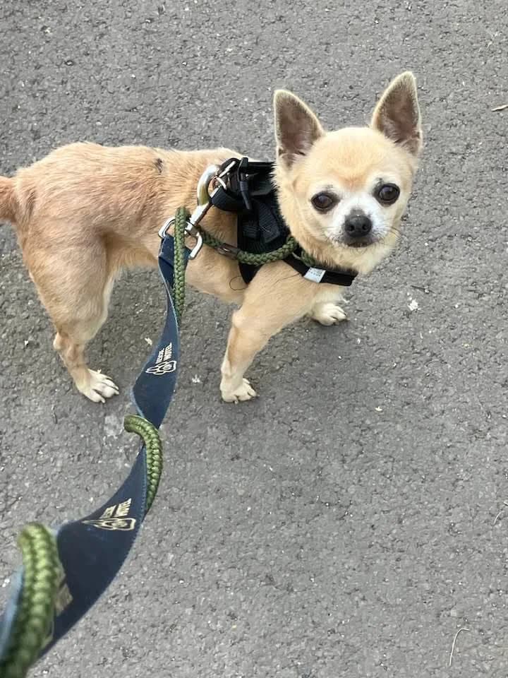 Doreen, female Mixed Breed for adoption at Cardiff Dogs Home