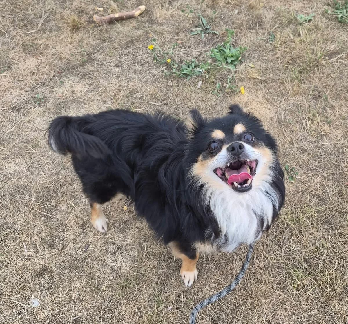 Gucci, male senior Mixed Breed for adoption at Cardiff Dogs Home