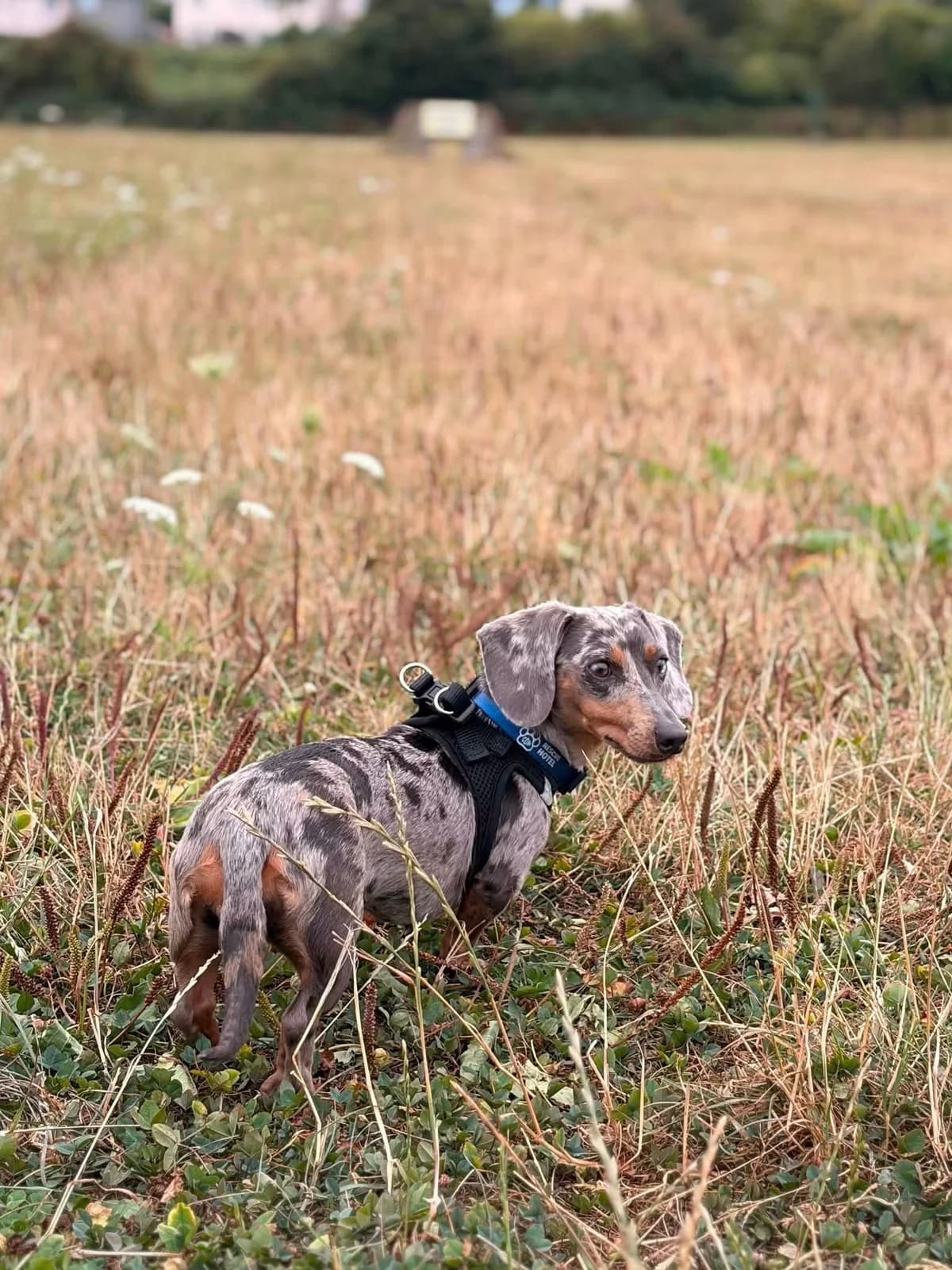 Pebbles, female young Mixed Breed for adoption at Cardiff Dogs Home