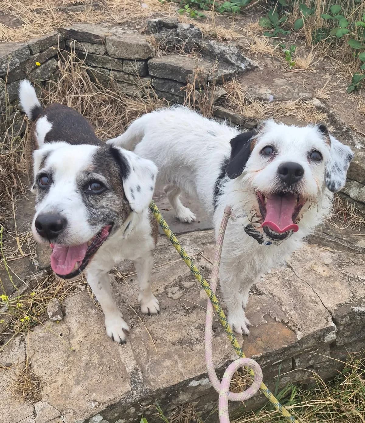 Tin-Tin and Snowy, male 6yo Mixed Breed for adoption at Cardiff Dogs Home