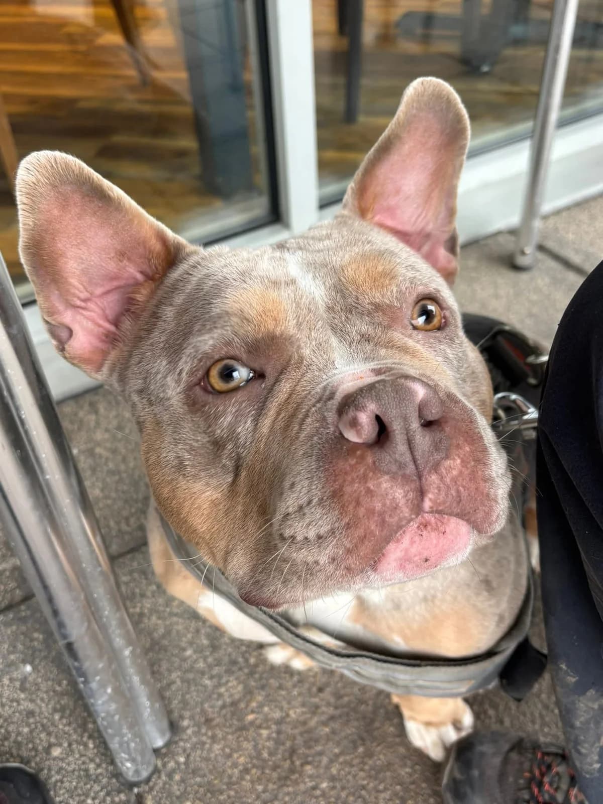 Anaya, female 3yo Mixed Breed for adoption at Cardiff Dogs Home