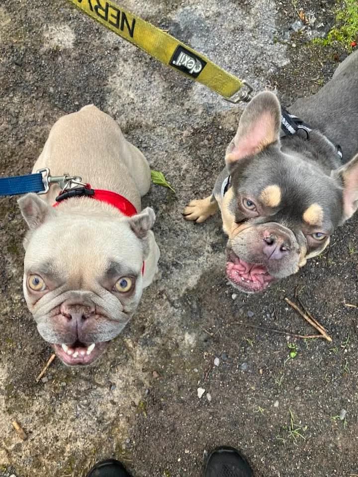Cashew and Walnut, female young Mixed Breed for adoption at Cardiff Dogs Home