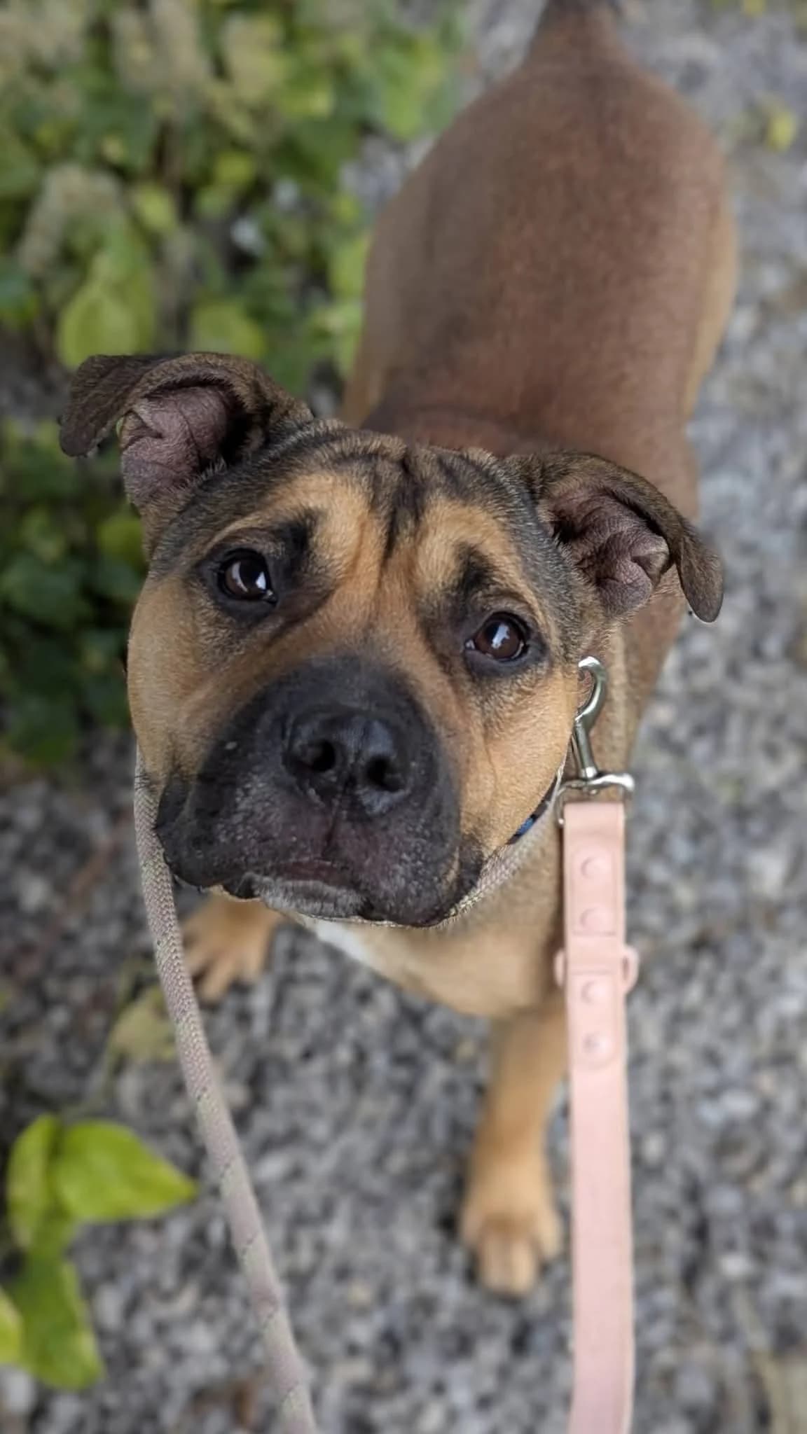 Coco, female 3yo Mixed Breed for adoption at Cardiff Dogs Home