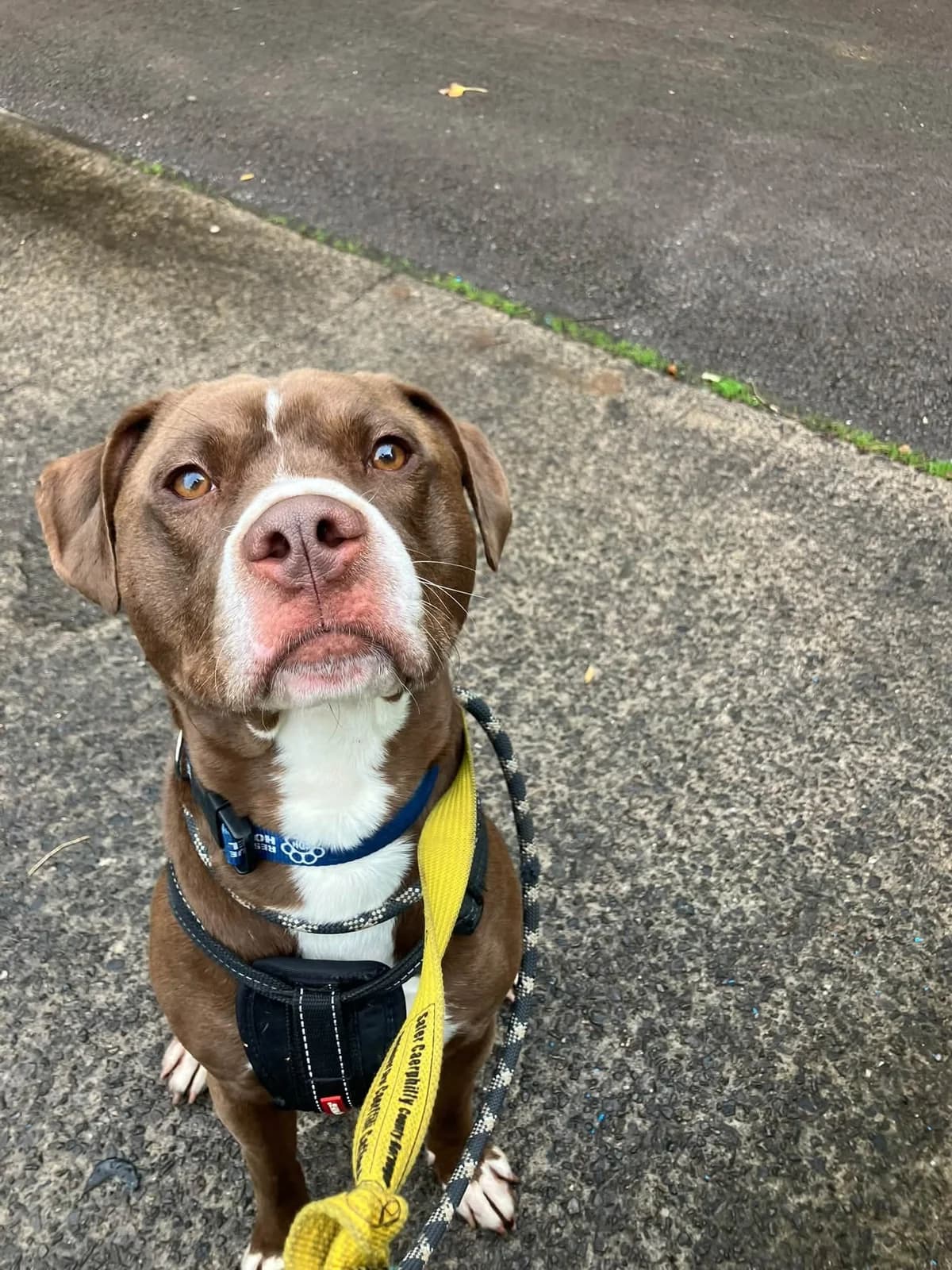Diesel, male young Mixed Breed for adoption at Cardiff Dogs Home