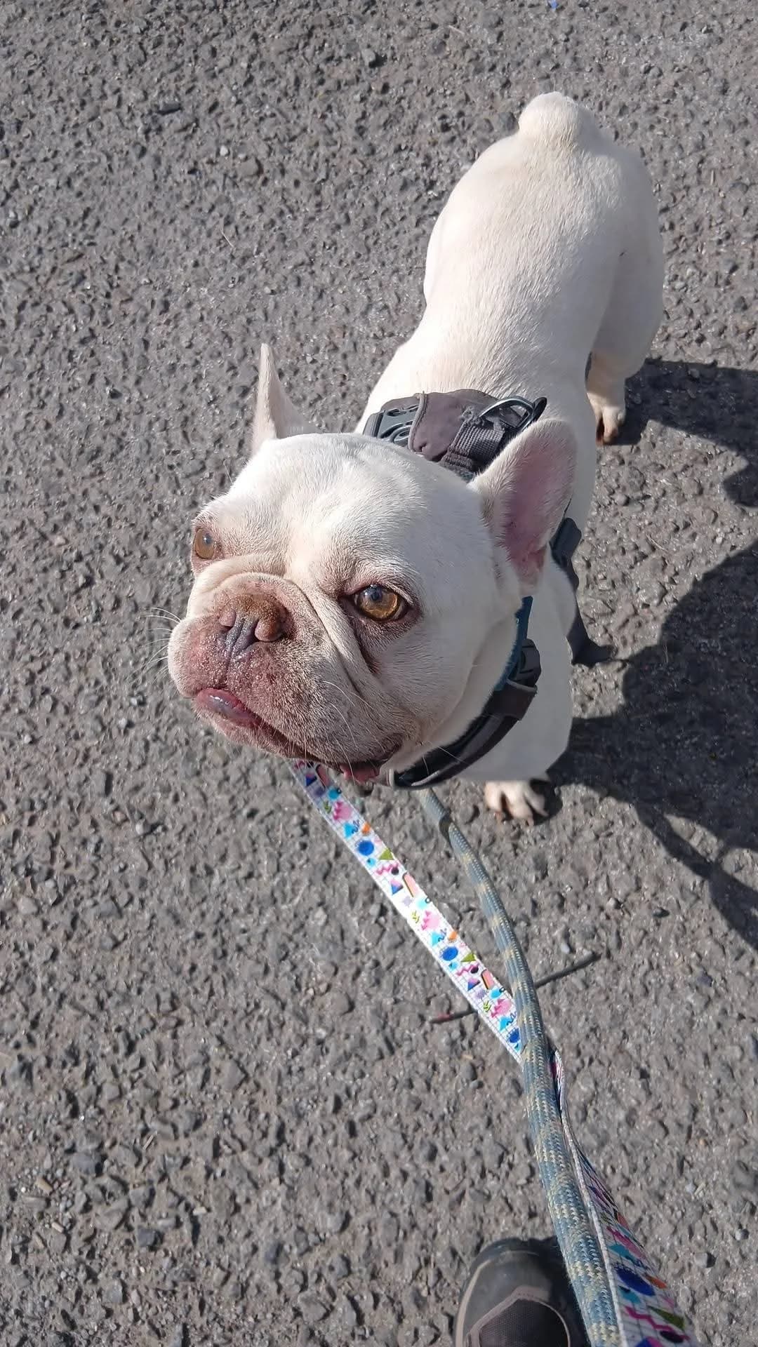 Kenny, male 7yo Mixed Breed for adoption at Cardiff Dogs Home