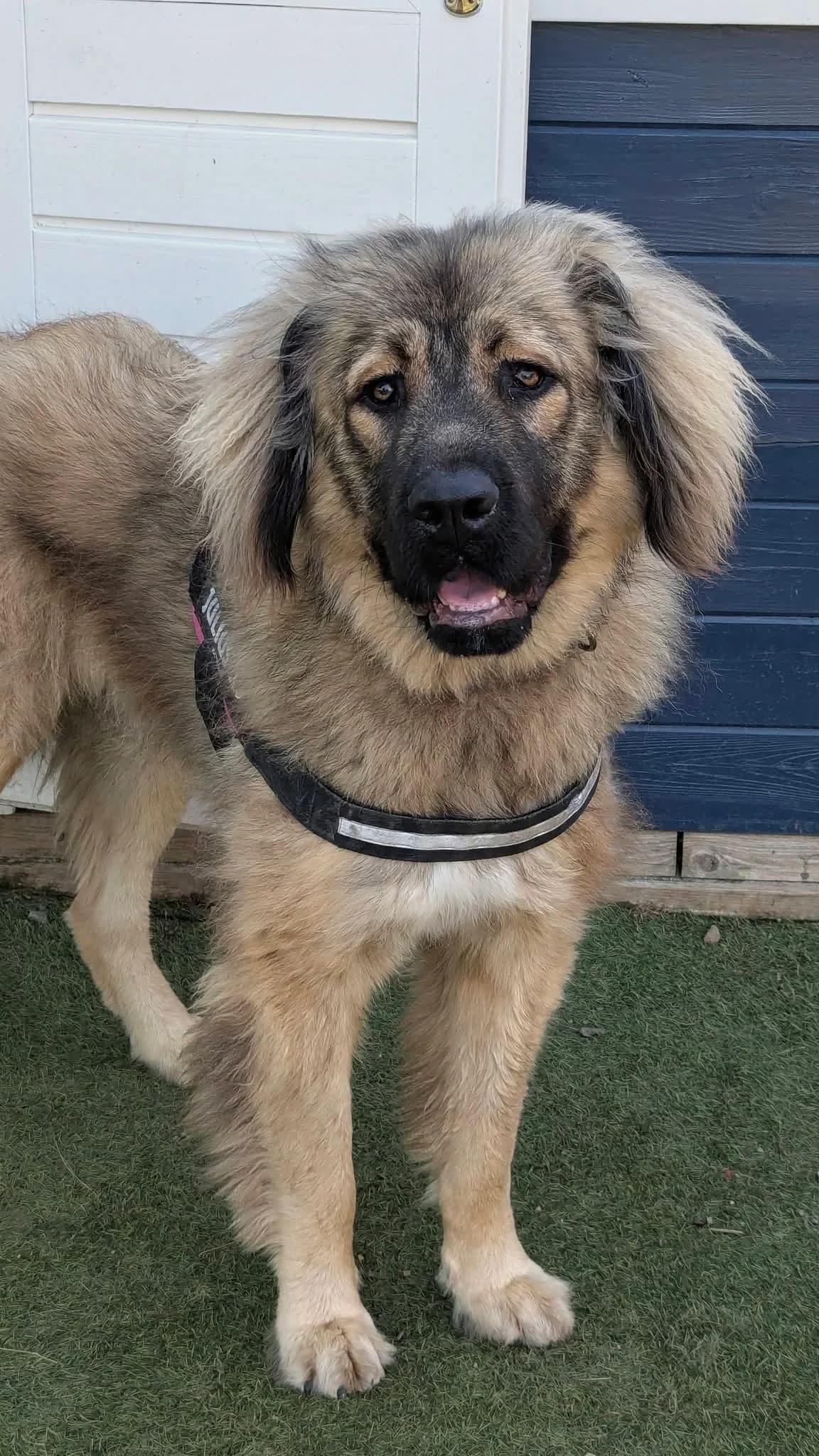 Lemmy, male young Mixed Breed for adoption at Cardiff Dogs Home
