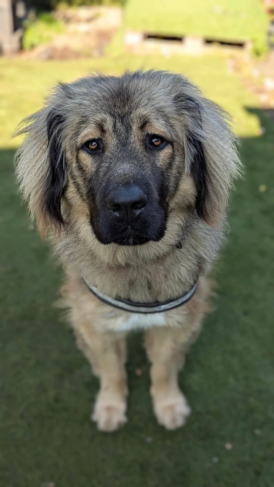 Lemmy, male young Mixed Breed for adoption at Cardiff Dogs Home