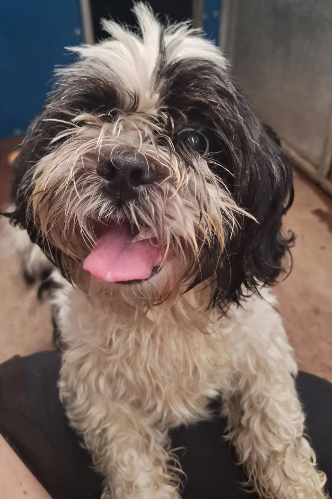 Little coop, male senior Mixed Breed for adoption at Cardiff Dogs Home