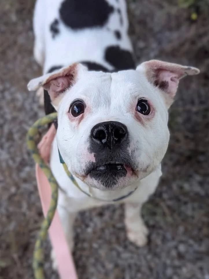 Roxy-Roo, female senior Mixed Breed for adoption at Cardiff Dogs Home