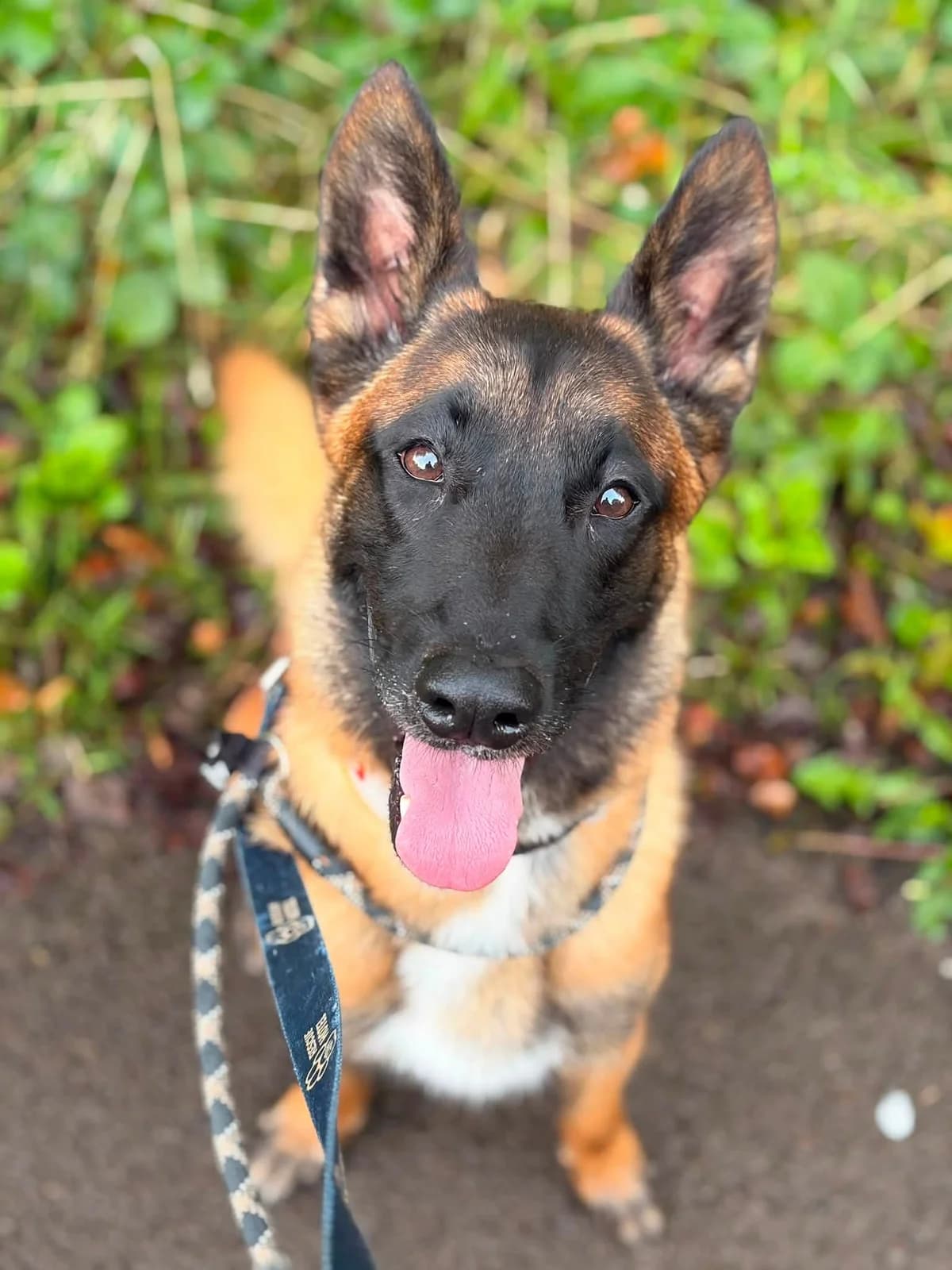 Tigger, male young Mixed Breed for adoption at Cardiff Dogs Home