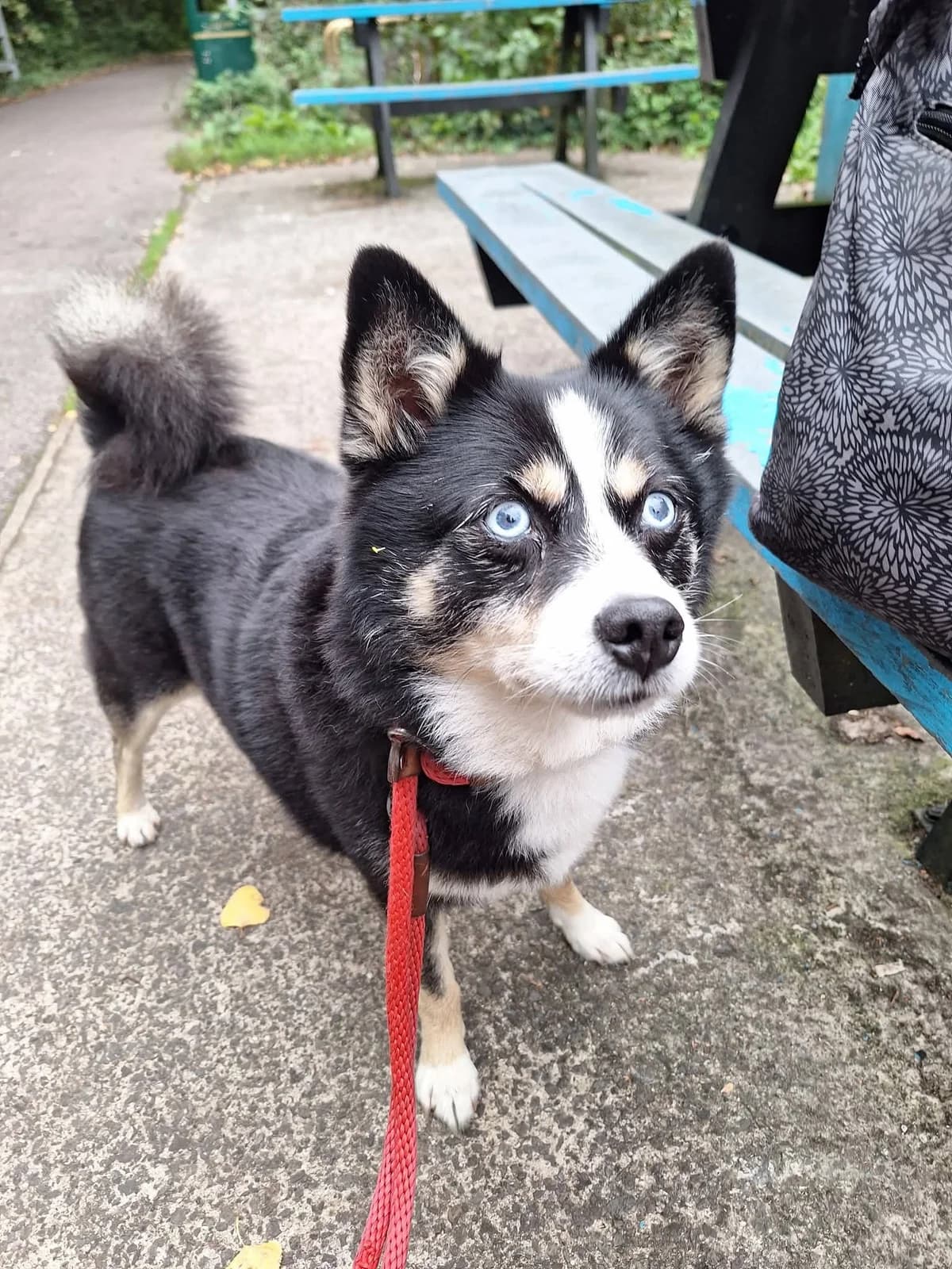 Archie, male 3yo Mixed Breed for adoption at Cardiff Dogs Home
