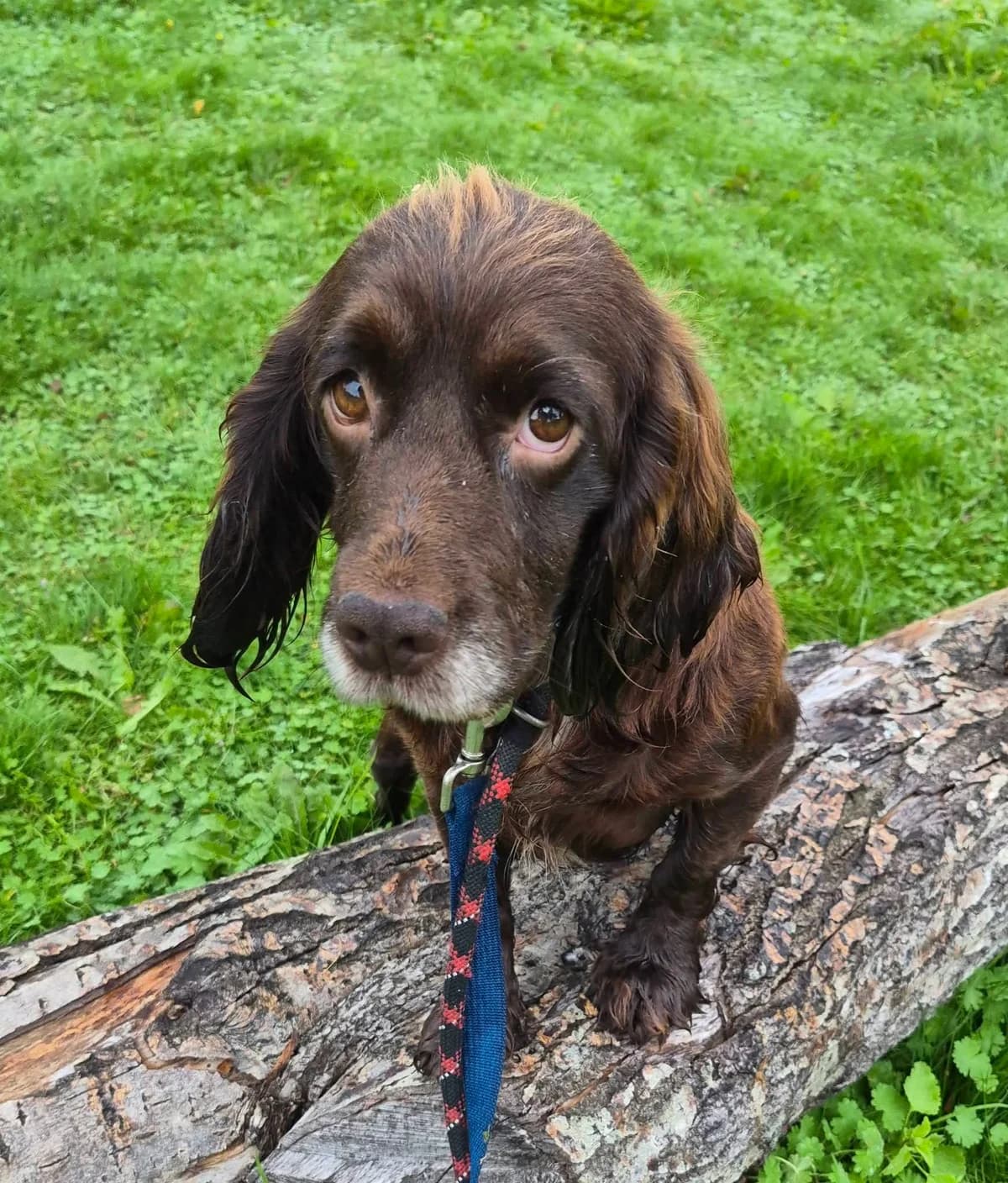 Cinders, female 5yo Mixed Breed for adoption at Cardiff Dogs Home