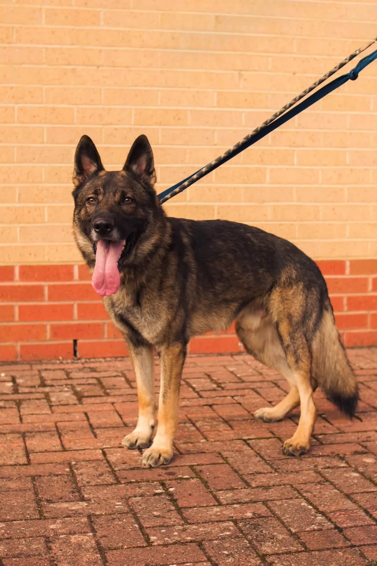 Seb, male young Mixed Breed for adoption at Cardiff Dogs Home