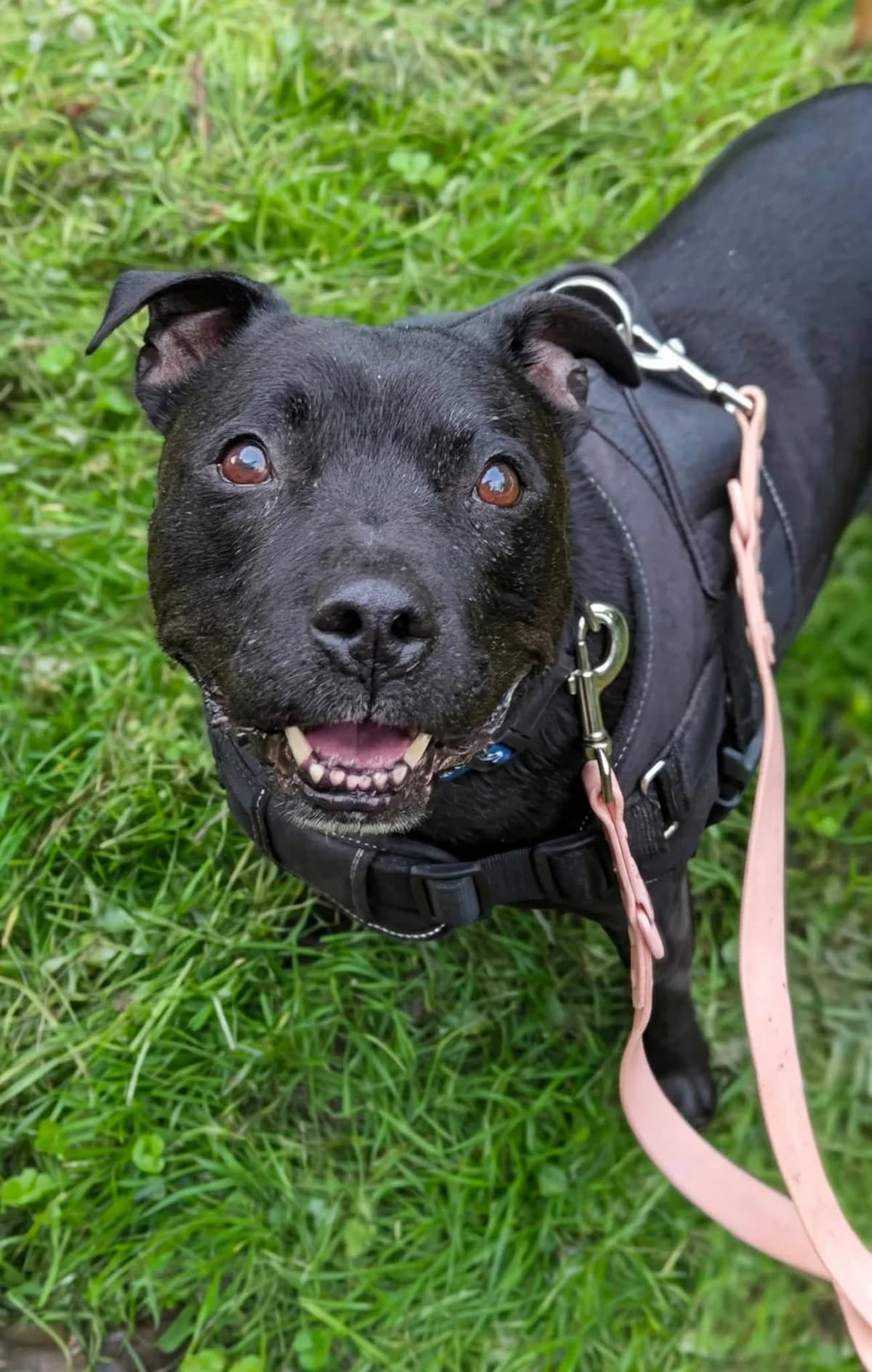 Shadow, male Mixed Breed for adoption at Cardiff Dogs Home