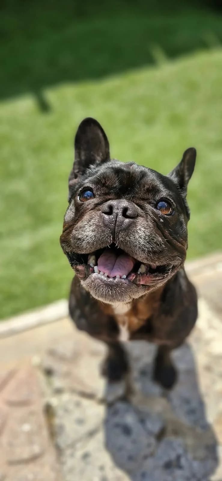 Hello, I'm Helga, Mixed Breed for adoption at Cardiff Dogs Home