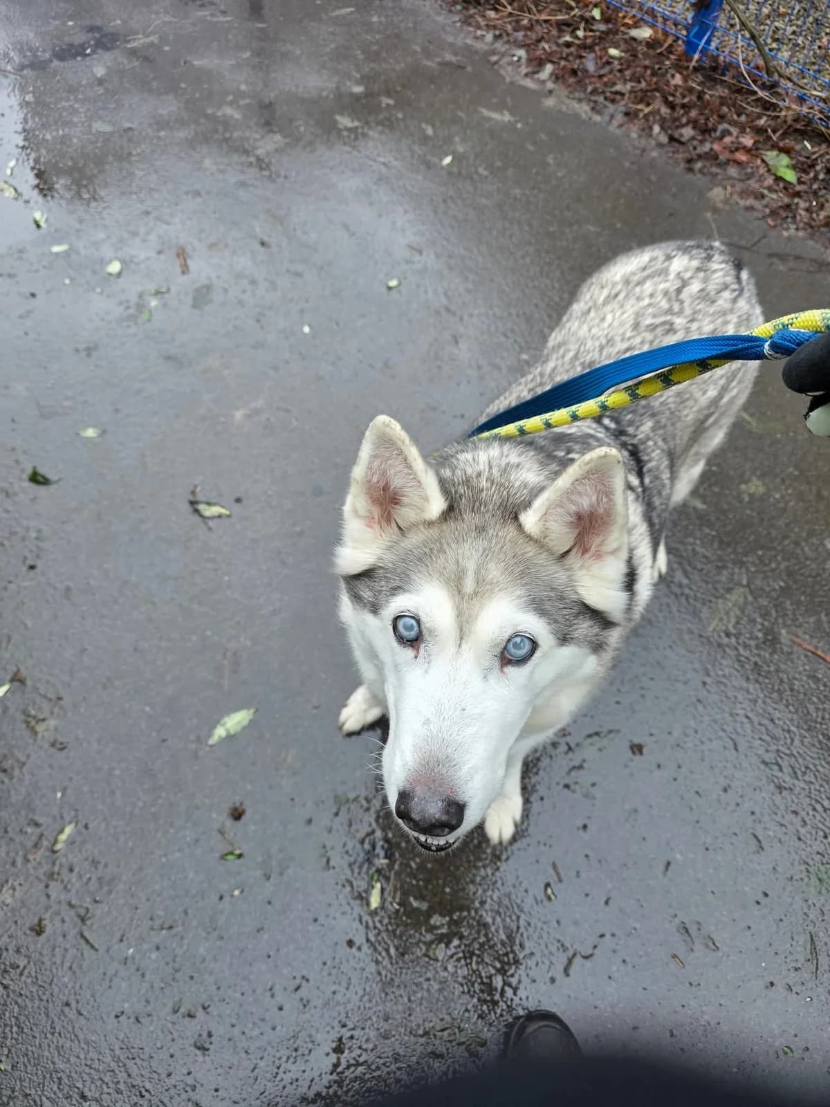 Jelly-bean, female senior Mixed Breed for adoption at Cardiff Dogs Home