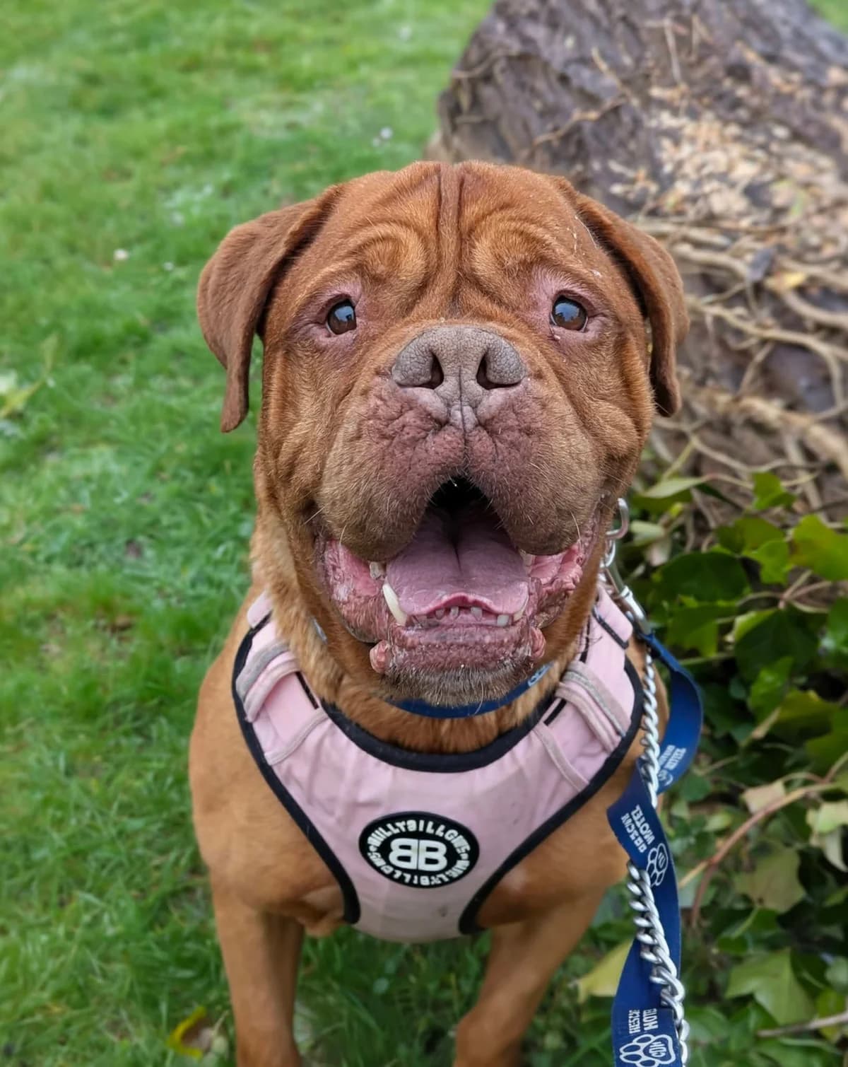 George, male 6yo Mixed Breed for adoption at Cardiff Dogs Home