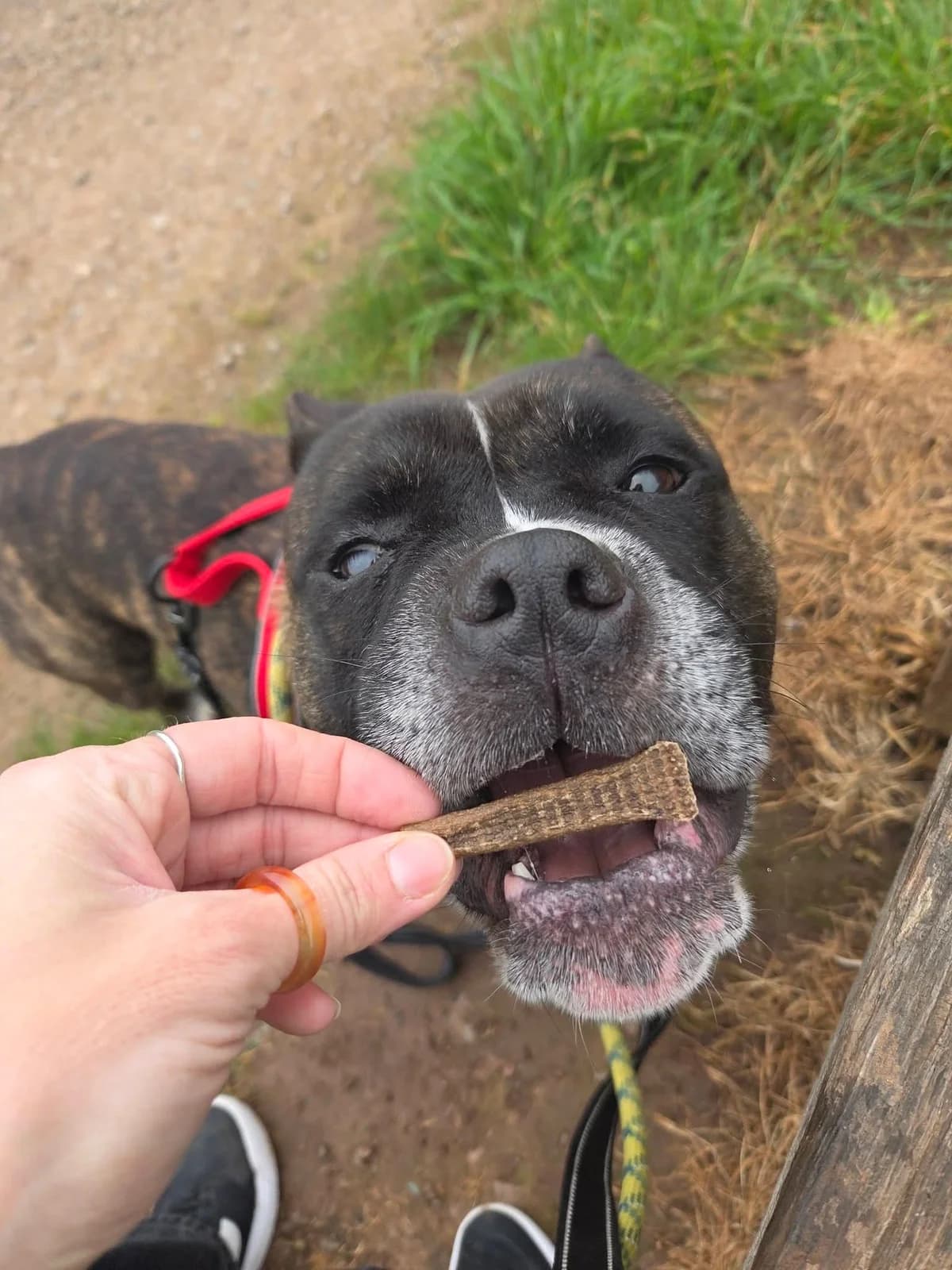 Hank, male English Bulldog for adoption at Cardiff Dogs Home