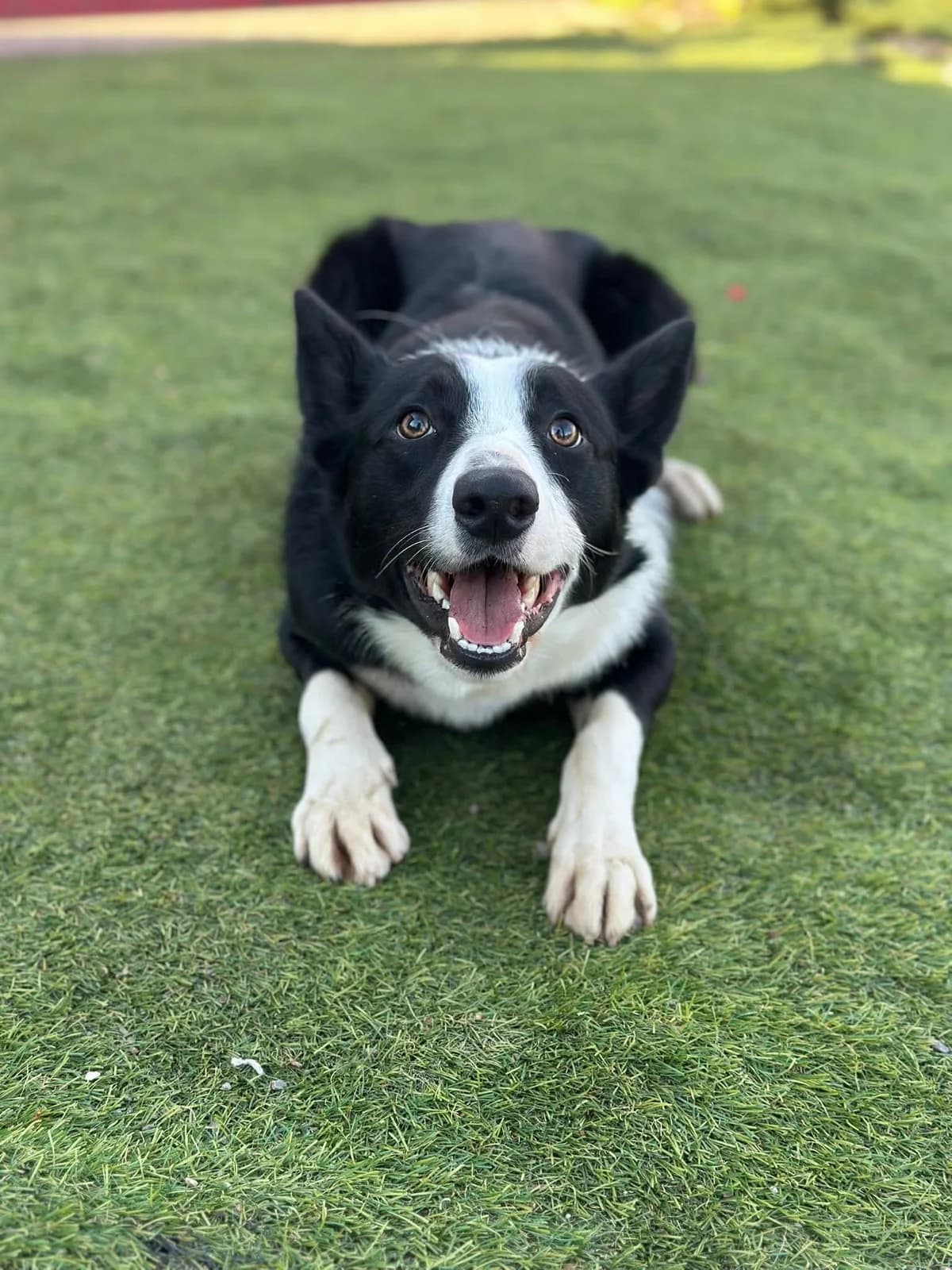 Jasper, male puppy Mixed Breed for adoption at Cardiff Dogs Home
