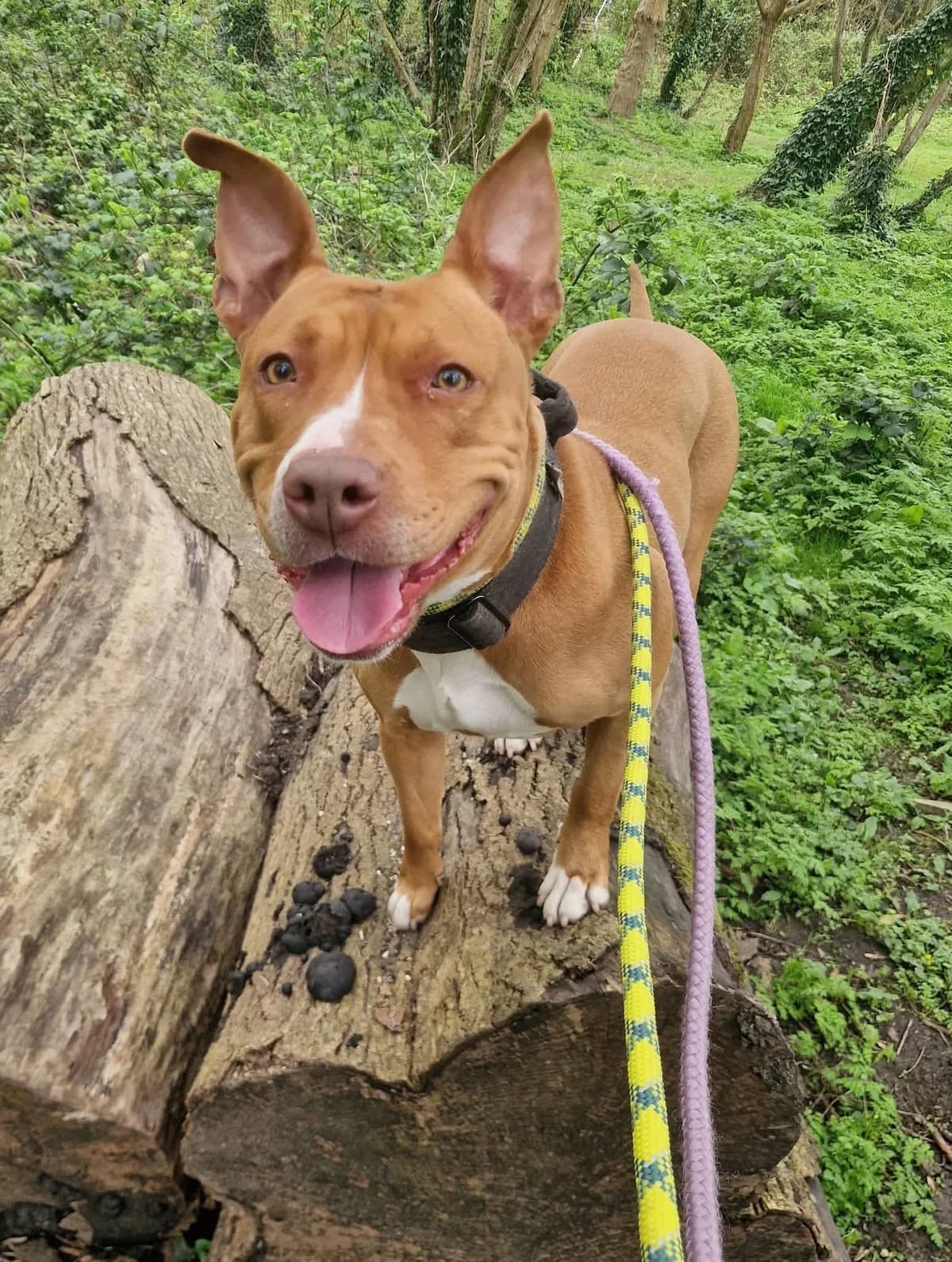 Hello, I'm Swift, Persian for adoption at Cardiff Dogs Home