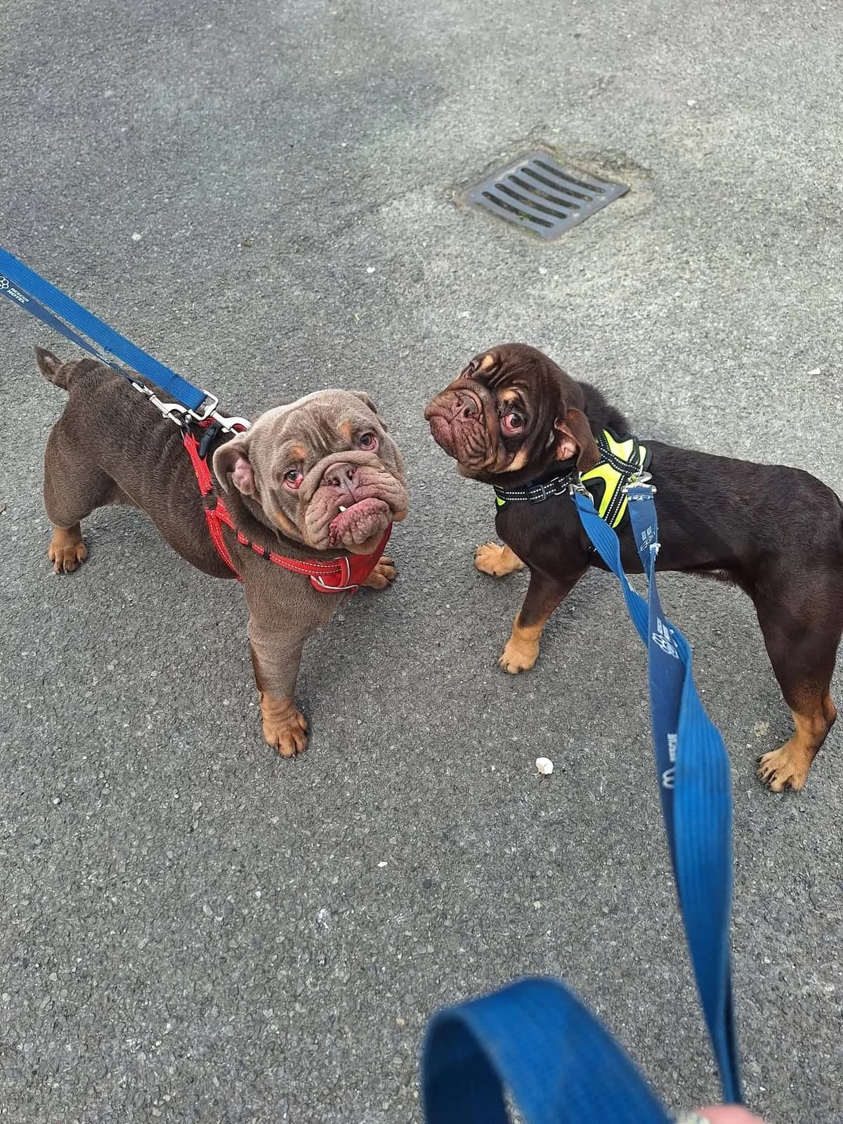 Jack and Daniel, male young mixed breed for adoption at Cardiff Dogs Home