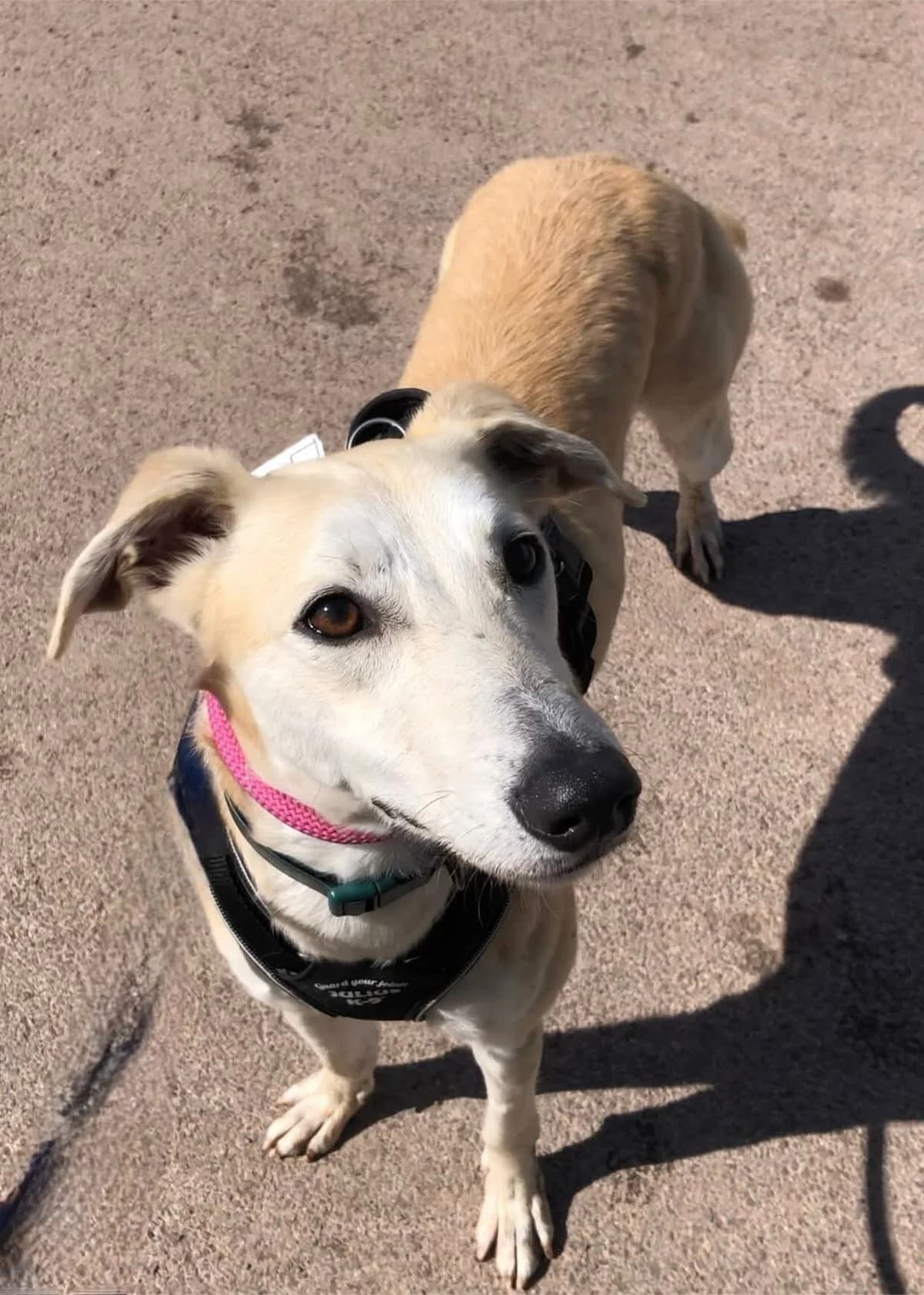 Jim-bob, male young Lurcher for adoption at Cardiff Dogs Home