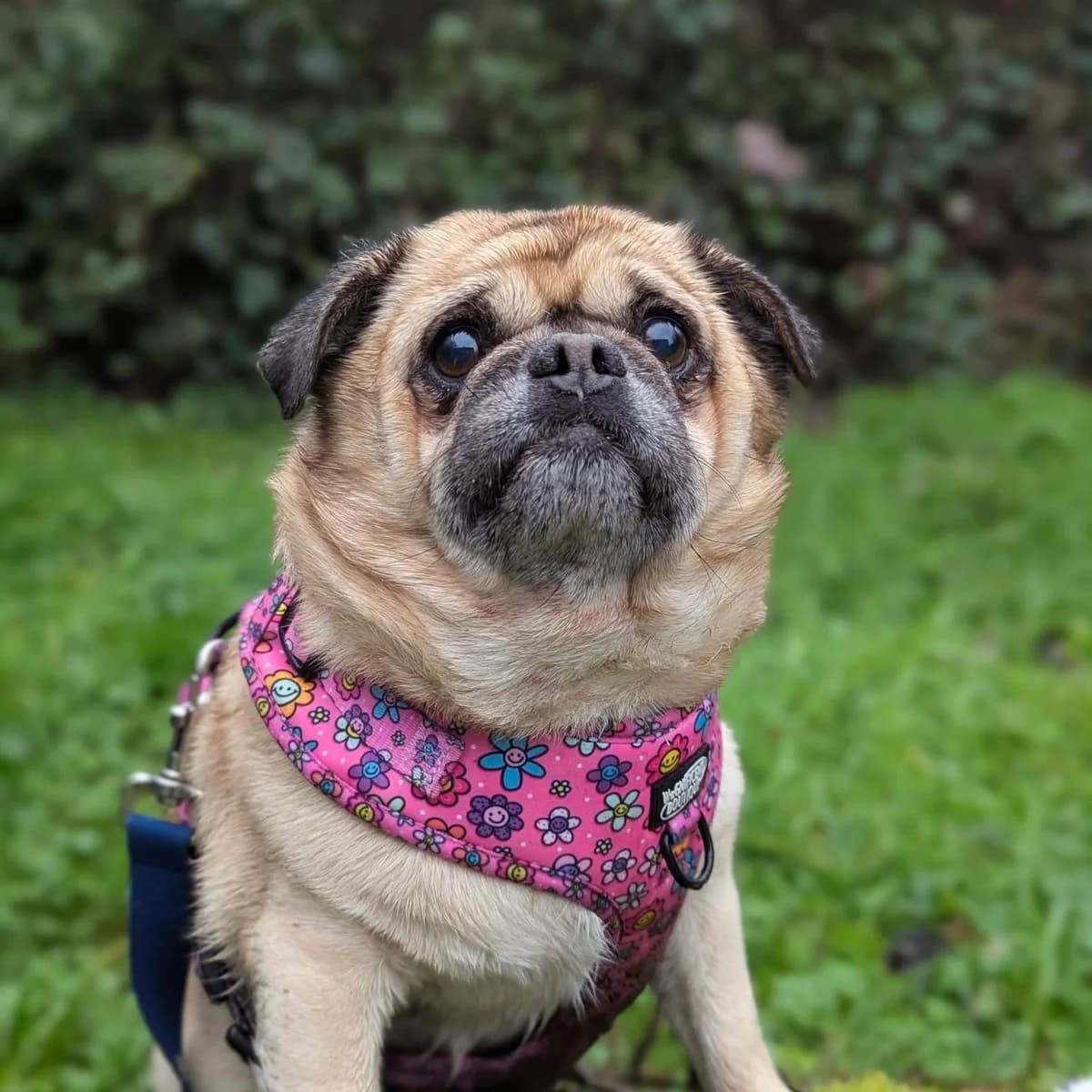 Bugsy’s New Beginnings, senior mixed breed for adoption at Cardiff Dogs Home / The Rescue Hotel