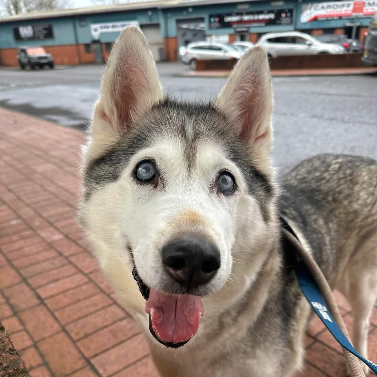 Neutering, male senior Mixed Breed for adoption at Cardiff Dogs Home / The Rescue Hotel