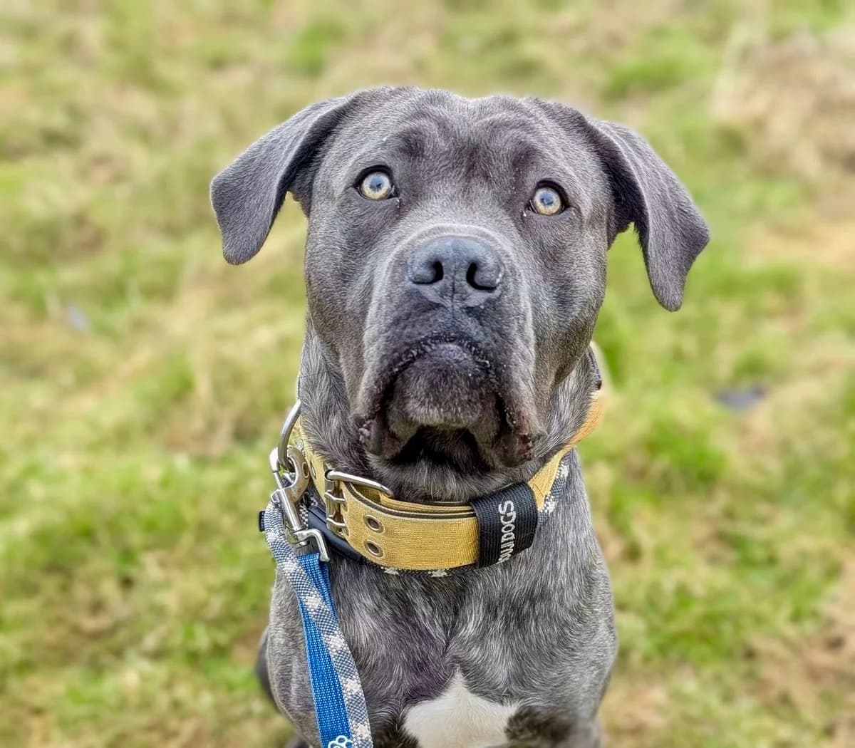 Gotcha Day and Beyond, Mixed Breed for adoption at Cardiff Dogs Home / The Rescue Hotel