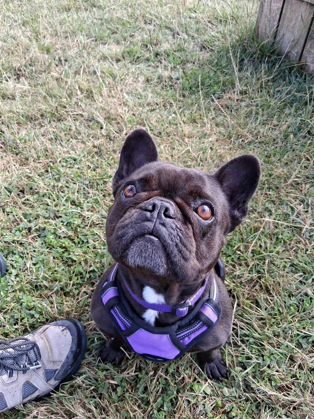 Foster Spotlight, Mixed Breed for adoption at Cardiff Dogs Home / The Rescue Hotel