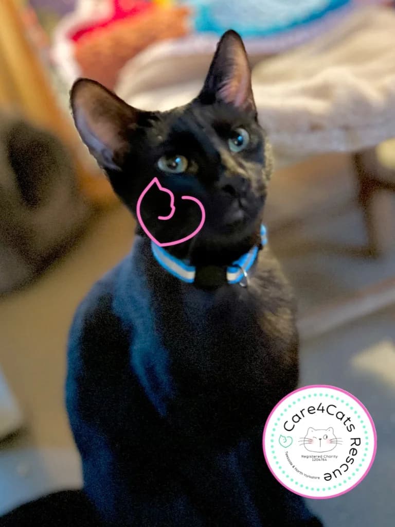 Ralf, male young Mixed Breed Cat for adoption at Care4Cats Rescue — Teesside & North Yorkshire