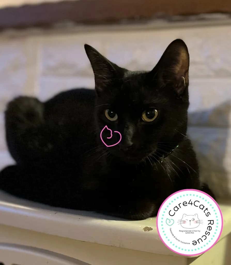 Ted, male young Mixed Breed Cat for adoption at Care4Cats Rescue — Teesside & North Yorkshire