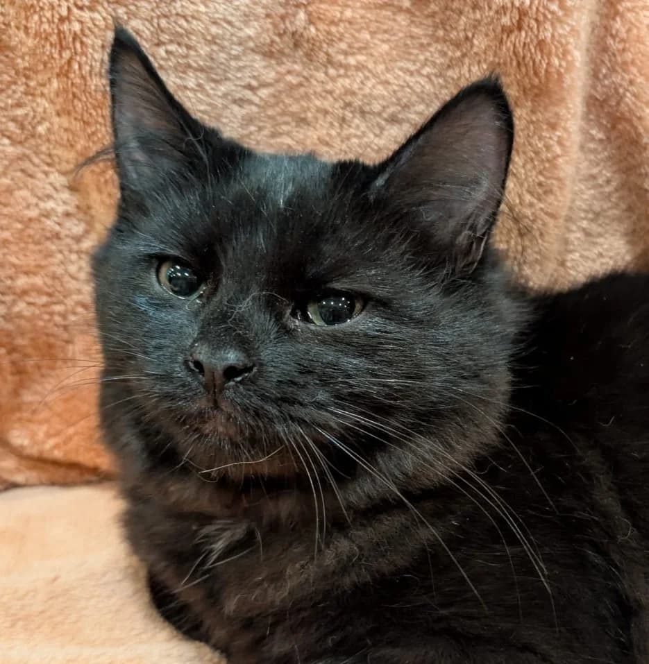 Pippa, female young Mixed Breed Cat for adoption at Care4Cats Rescue — Teesside & North Yorkshire