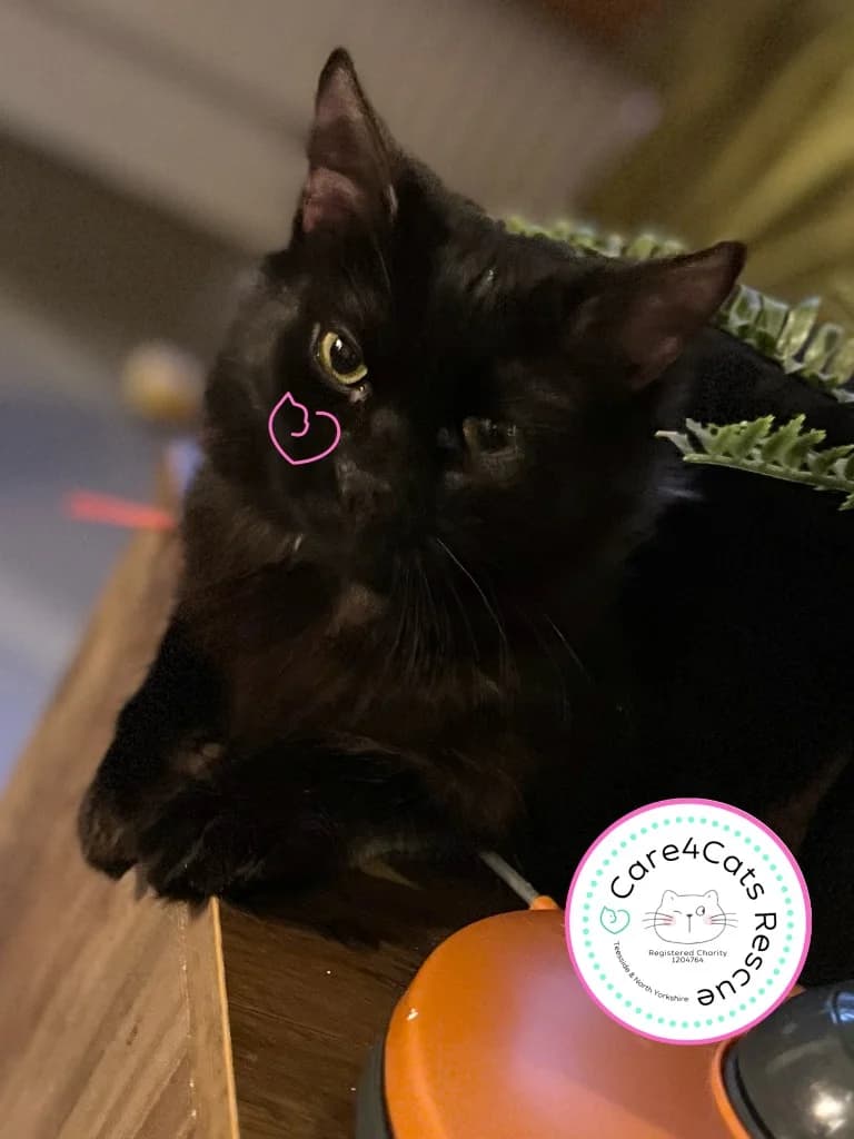 Purdy, female young Mixed Breed Cat for adoption at Care4Cats Rescue — Teesside & North Yorkshire