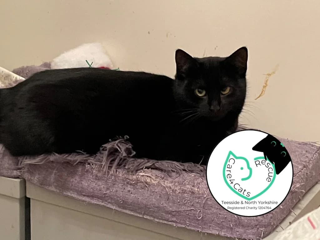 Tara, female 5yo Mixed Breed Cat for adoption at Care4Cats Rescue — Teesside & North Yorkshire