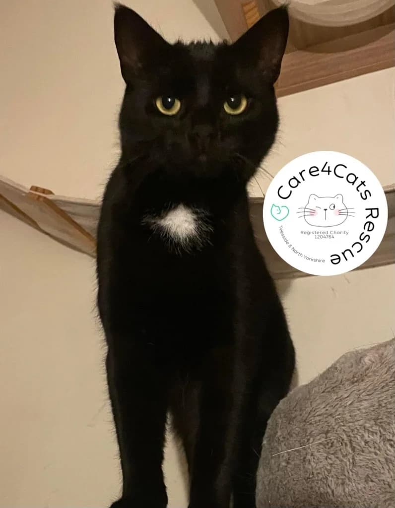 Chilton, female 3yo Mixed Breed Cat for adoption at Care4Cats Rescue — Teesside & North Yorkshire