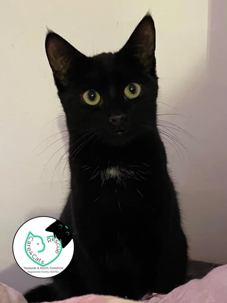 Javadi, male 3yo Mixed Breed Cat for adoption at Care4Cats Rescue — Teesside & North Yorkshire