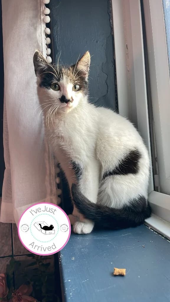 Yale, female young Mixed Breed Cat for adoption at Care4Cats Rescue — Teesside & North Yorkshire